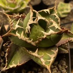 2026年最新】アガベ包心龍の人気アイテム - メルカリ