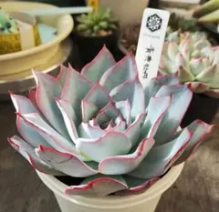 2026年最新】青典牡丹 多肉の人気アイテム - メルカリ