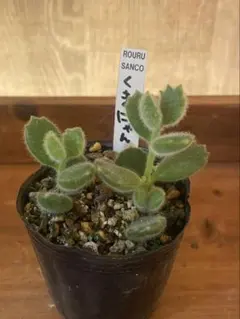 2026年最新】ロウルサンコの人気アイテム - メルカリ