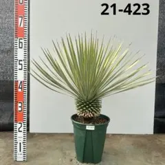 2026年最新】ロストラータ ブルーの人気アイテム - メルカリ