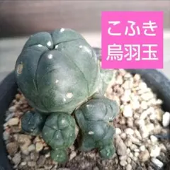 2026年最新】鳥羽玉の人気アイテム - メルカリ