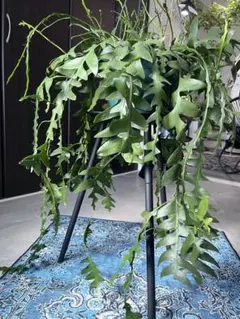 2026年最新】大株 ビカクシダの人気アイテム - メルカリ