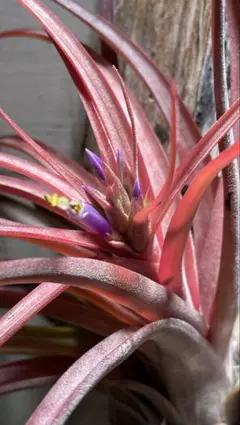 2026年最新】チランジア ラブノットの人気アイテム - メルカリ