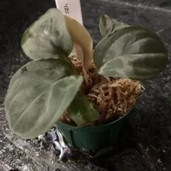 2026年最新】homalomenaの人気アイテム - メルカリ