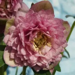 2026年最新】広瀬園芸のクレオパトラの人気アイテム - メルカリ