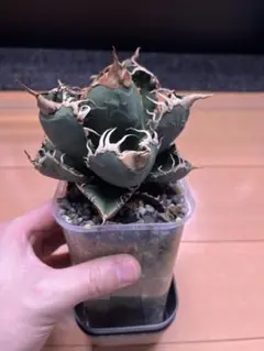 2026年最新】スーパーチタノタの人気アイテム - メルカリ