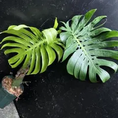 2026年最新】マクロコズム デリシオーサの人気アイテム - メルカリ