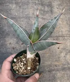 2026年最新】サンセベリア ピングイキュラの人気アイテム - メルカリ