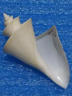 2026年最新】チマキボラの人気アイテム - メルカリ