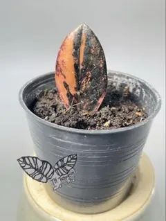 2026年最新】ザミオクルカス ブラックピンクの人気アイテム - メルカリ