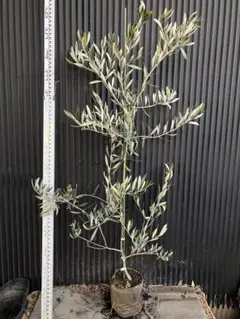 2026年最新】オリーブカラマタの人気アイテム - メルカリ