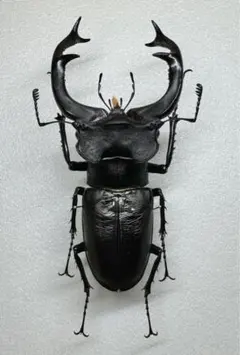 2026年最新】ミヤマクワガタ 標本の人気アイテム - メルカリ