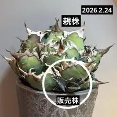 2026年最新】アガベ シーザー 親株の人気アイテム - メルカリ