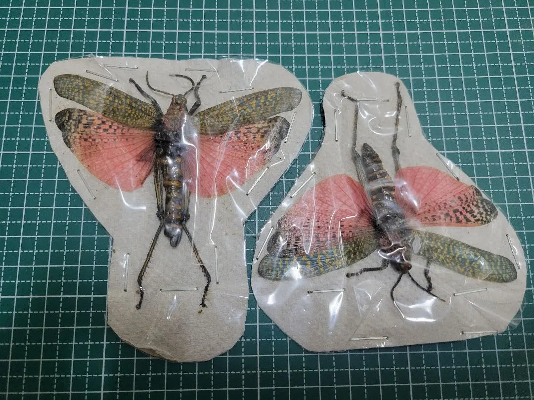 m11705201492_1.jpg?1762515934