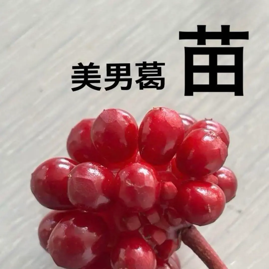 2026年最新】ビナンカズラの人気アイテム - メルカリ