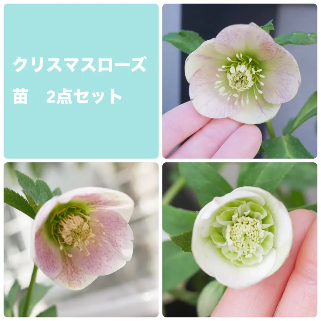 2026年最新】パステリッシュストレインの人気アイテム - メルカリ