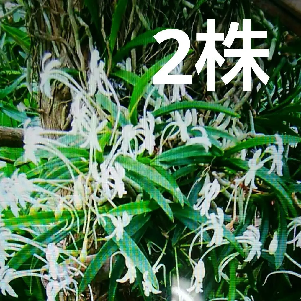 2026年最新】風蘭 大株の人気アイテム - メルカリ