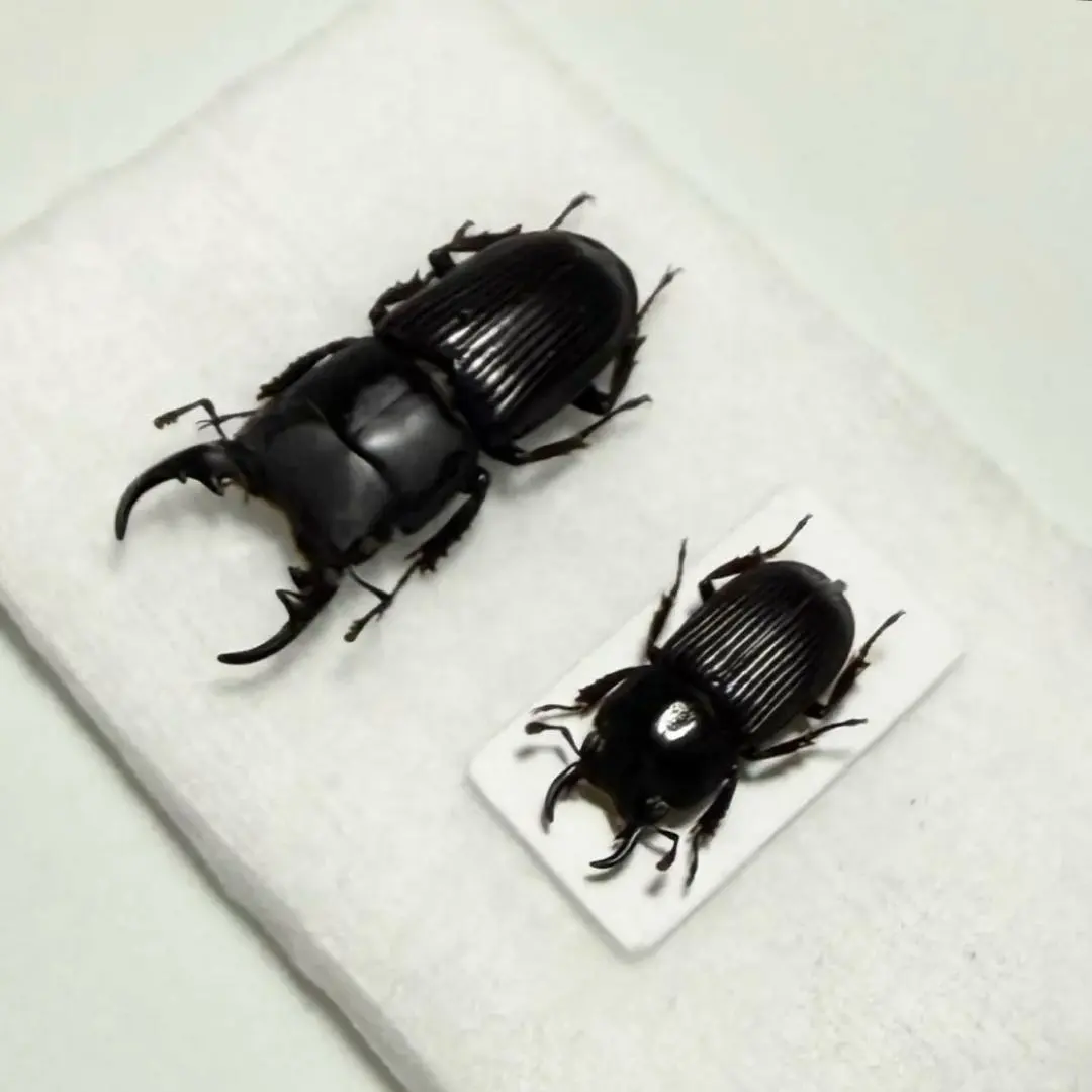 2026年最新】ネブトクワガタ 採集の人気アイテム - メルカリ