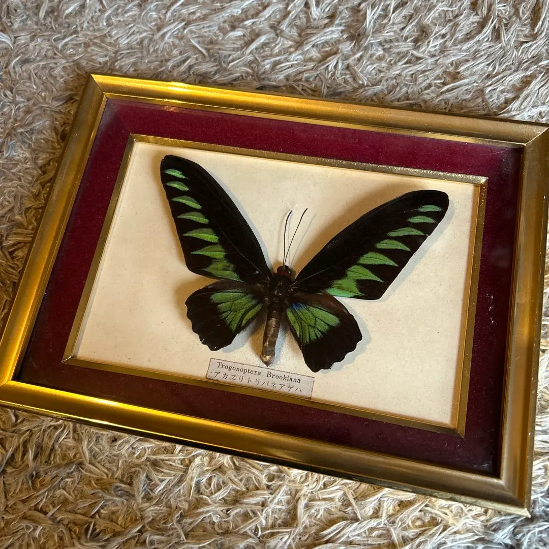 2026年最新】蝶 標本 アカエリトリバネアゲハの人気アイテム - メルカリ