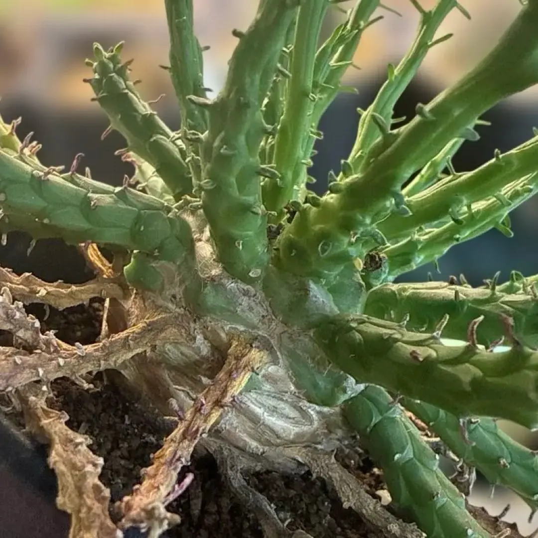 2026年最新】オベサ 亀甲の人気アイテム - メルカリ