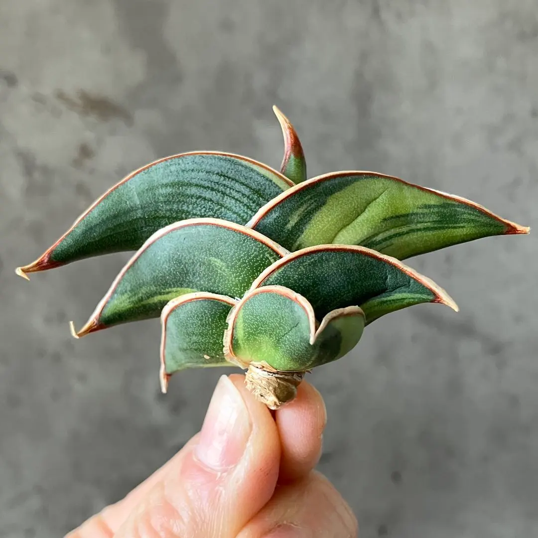 2026年最新】サンスベリア ロリダ 斑入りの人気アイテム - メルカリ