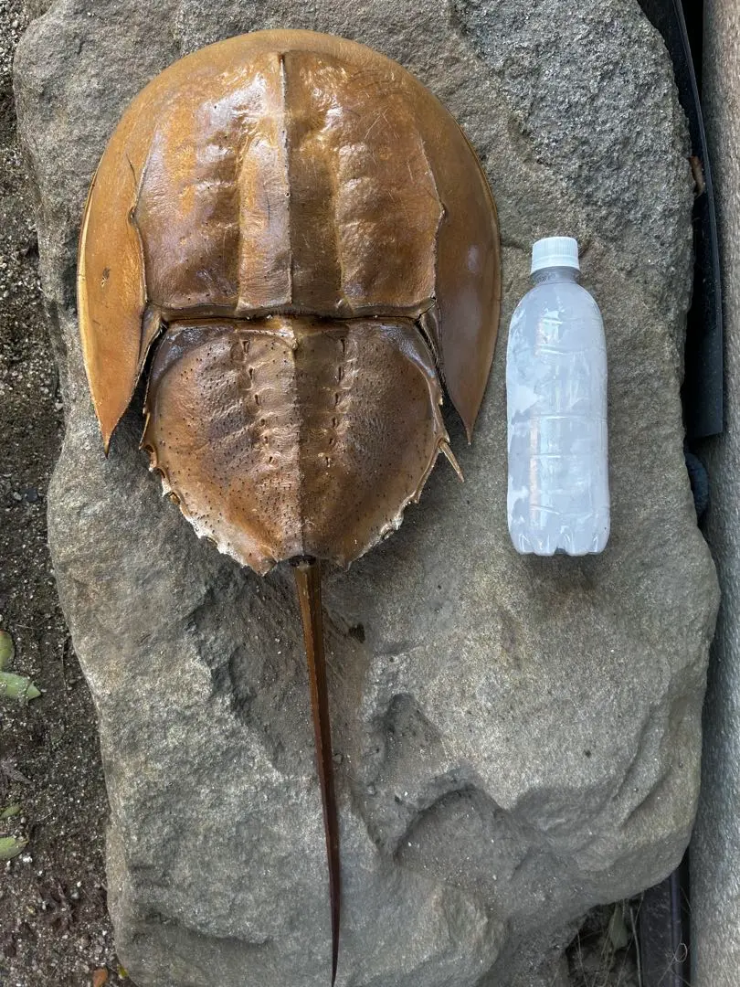 2026年最新】カブトガニ 標本の人気アイテム - メルカリ