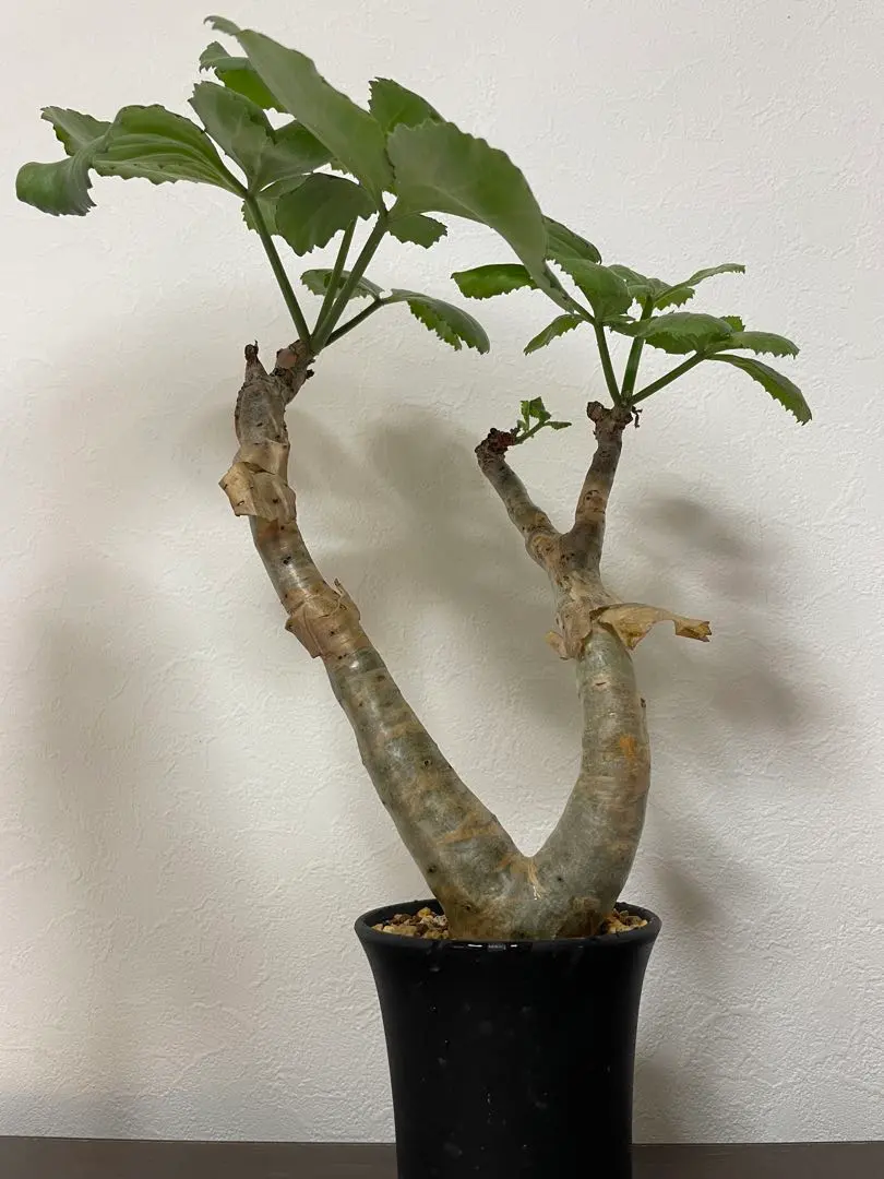 2026年最新】キフォステンマの人気アイテム - メルカリ