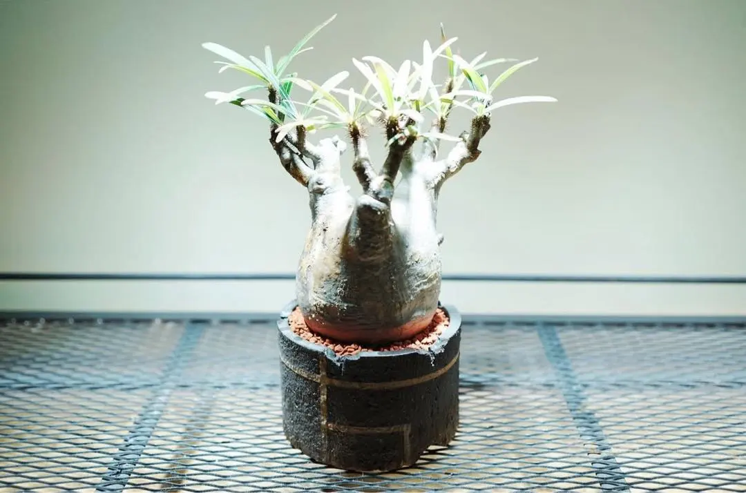 2026年最新】グラキリス 2頭 実生の人気アイテム - メルカリ