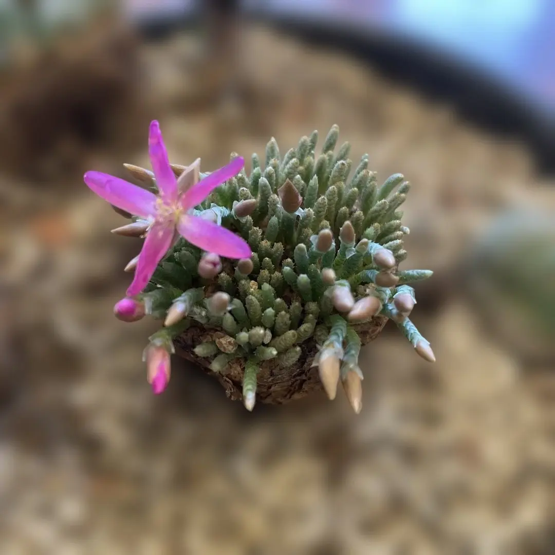 2026年最新】アボニア クイナリアの人気アイテム - メルカリ