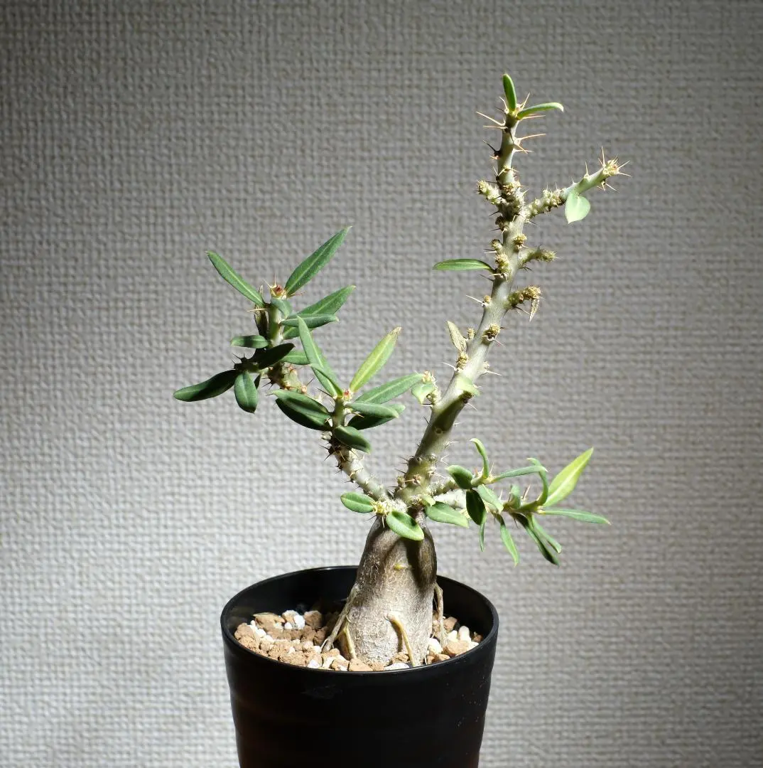 2026年最新】パキポディウム ビスピノーサムの人気アイテム - メルカリ