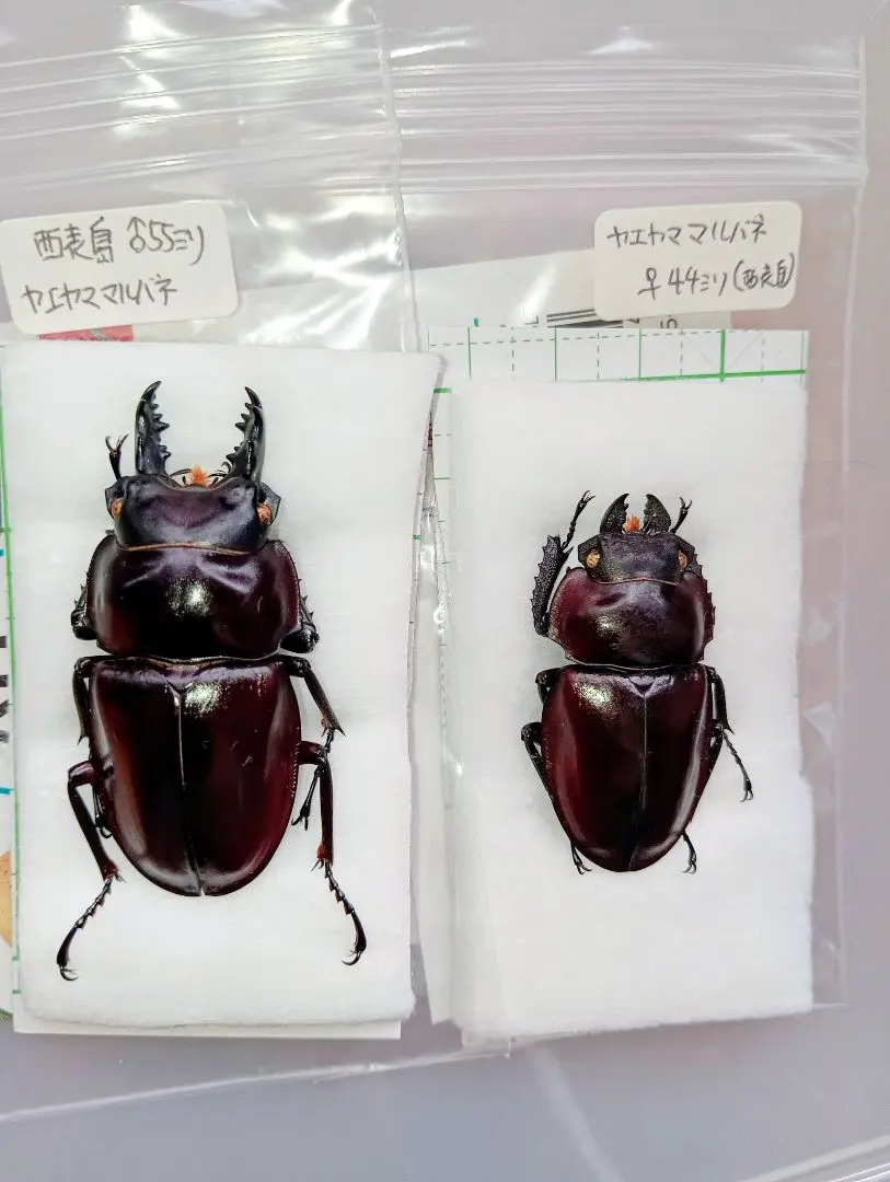 2026年最新】ヤエヤママルバネクワガタの人気アイテム - メルカリ