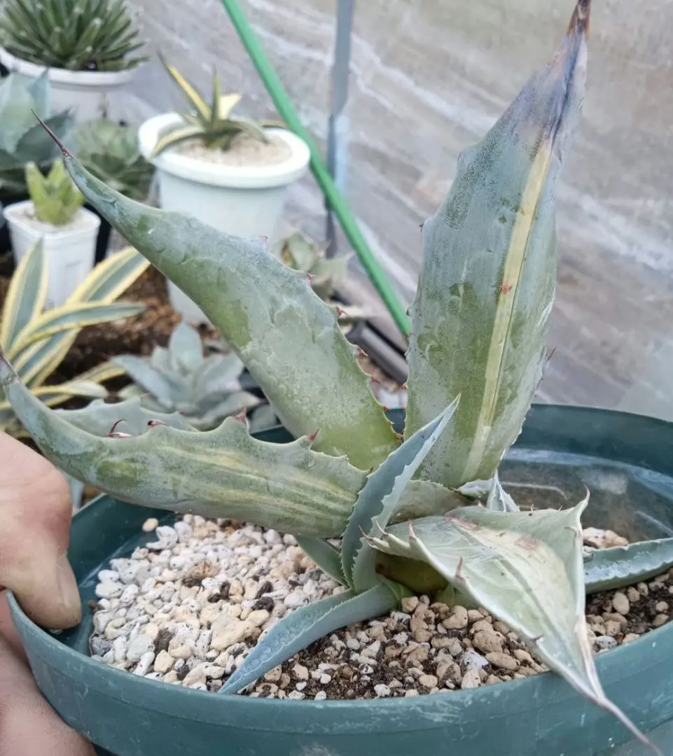 2026年最新】パラサナ 斑入りの人気アイテム - メルカリ