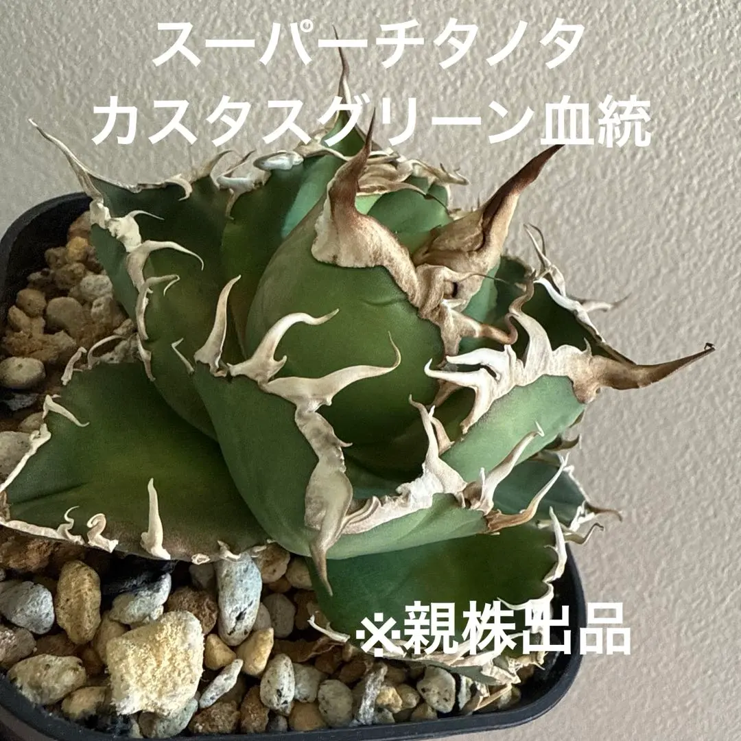 2026年最新】スーパーチタノタ カクタスグリーンの人気アイテム - メルカリ