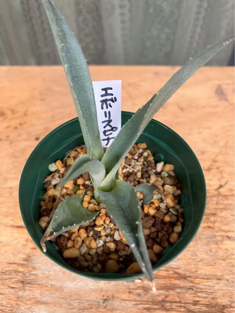 2026年最新】エボリスピナ 斑入りの人気アイテム - メルカリ