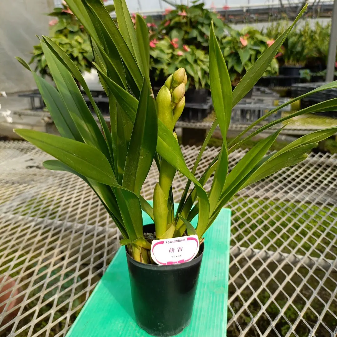 2026年最新】シンビジューム萌香の人気アイテム - メルカリ