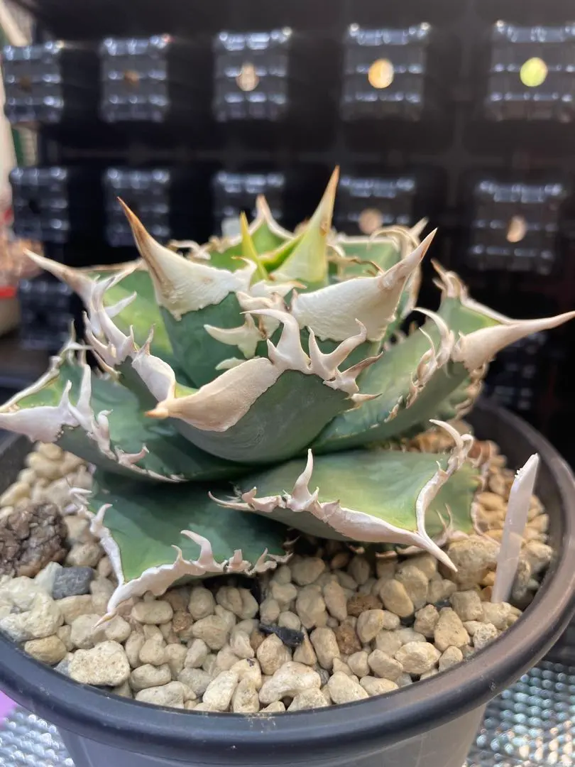 2026年最新】CJ special アガベの人気アイテム - メルカリ