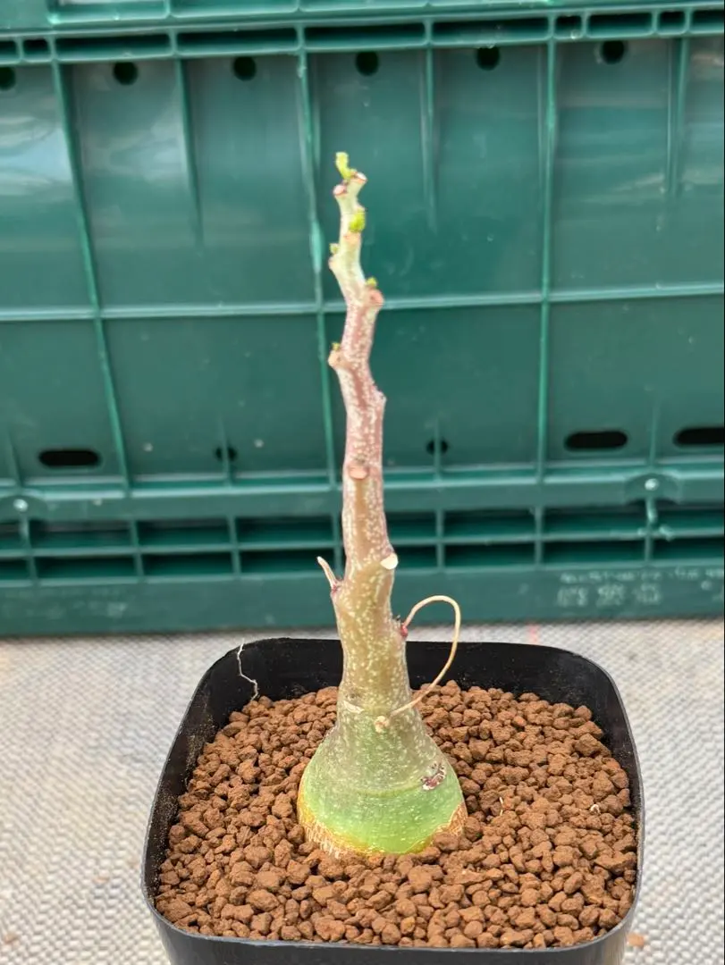 2026年最新】アデニア 種子の人気アイテム - メルカリ