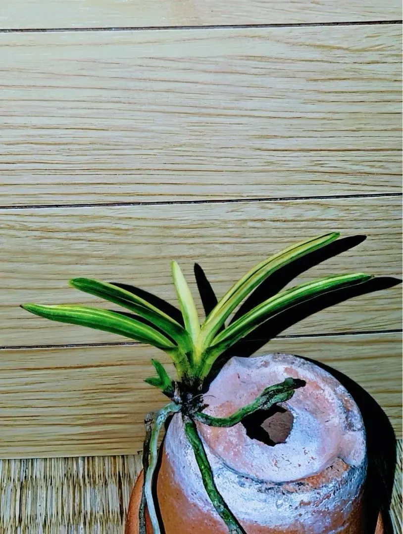 2026年最新】富貴蘭 金牡丹の人気アイテム - メルカリ