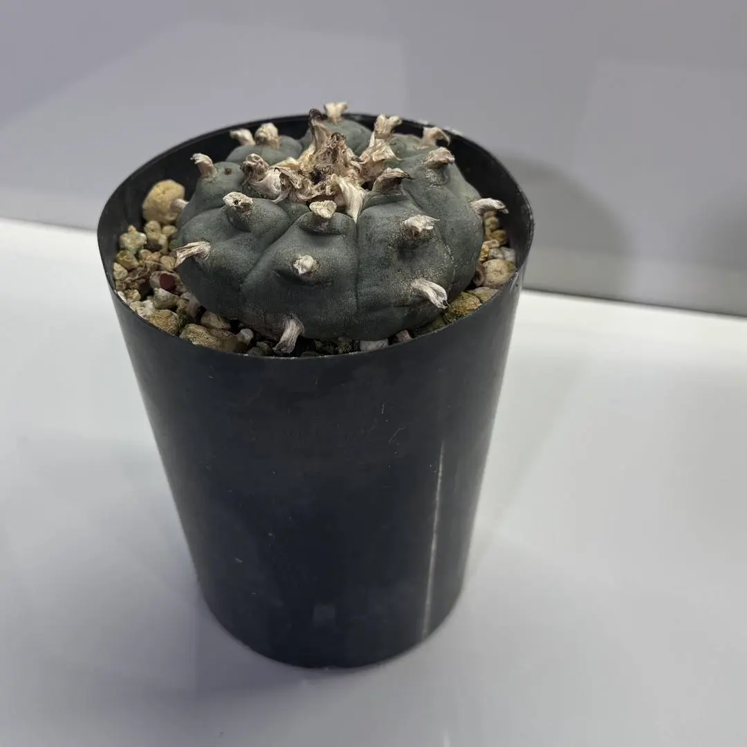 2026年最新】烏羽玉の人気アイテム - メルカリ