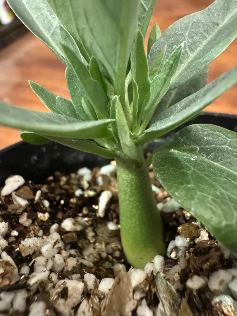 2026年最新】アデニアペチュエリーの人気アイテム - メルカリ