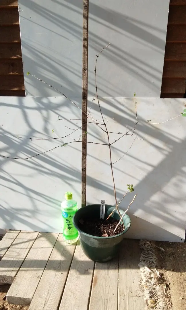 2026年最新】ハスカップ苗の人気アイテム - メルカリ