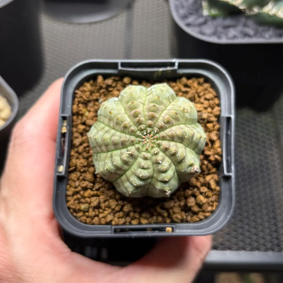 2026年最新】オベサ 亀甲の人気アイテム - メルカリ