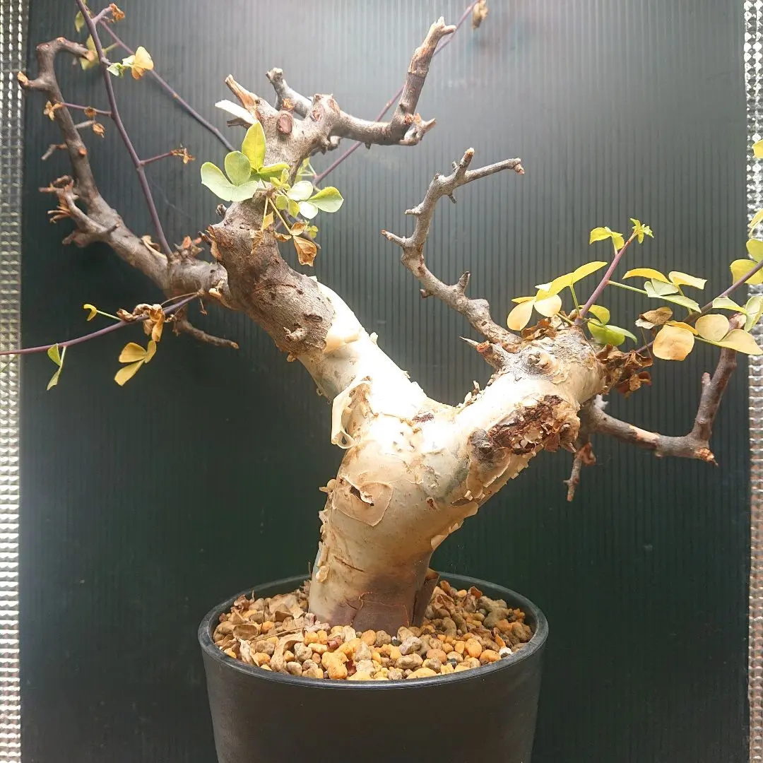 2026年最新】コミフォラ カタフ ピュアの人気アイテム - メルカリ