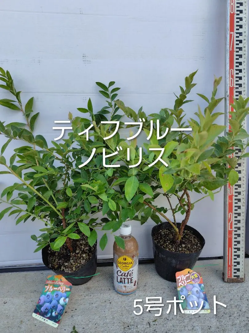 2026年最新】コロンブス ブルーベリーの人気アイテム - メルカリ