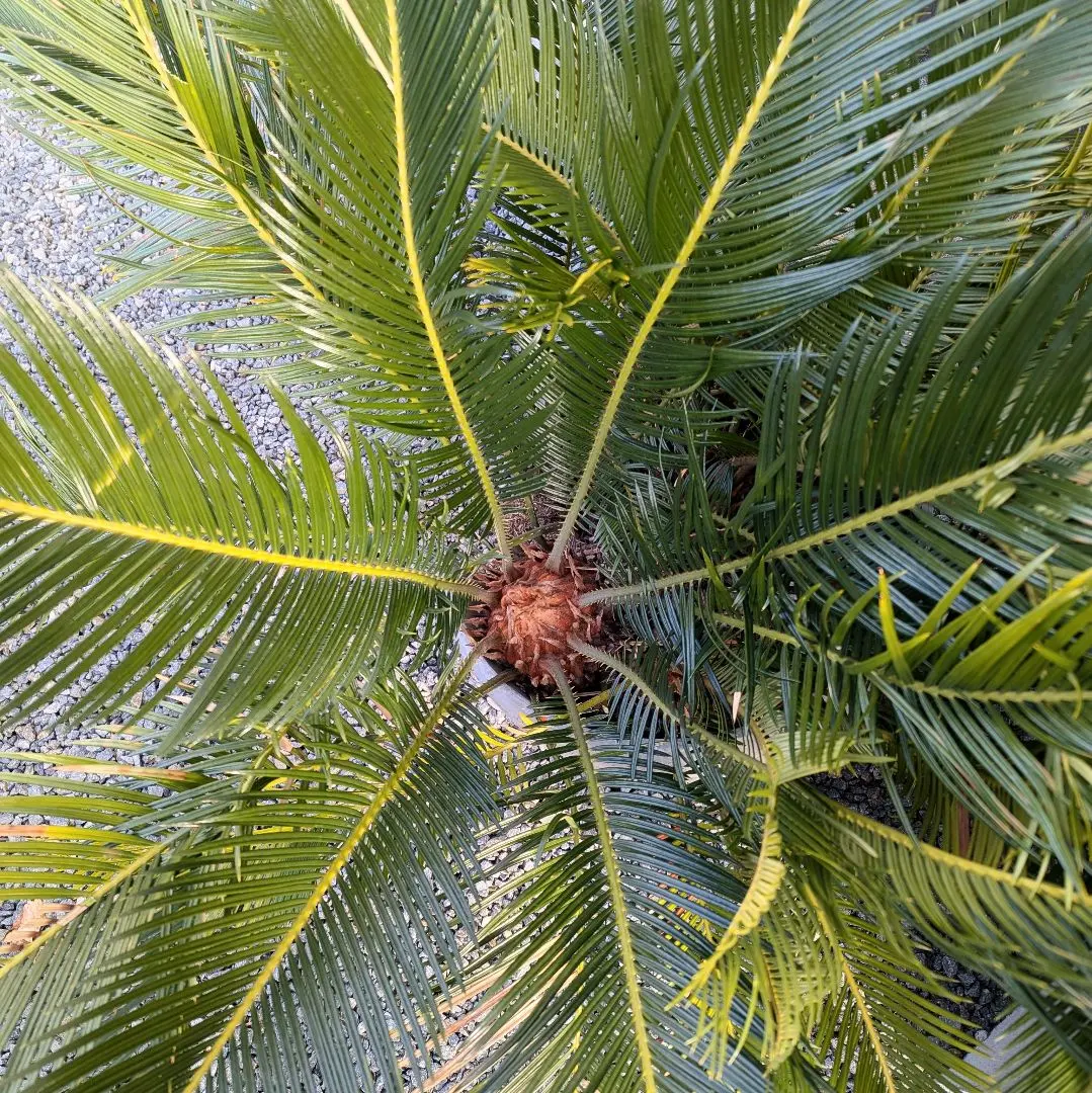 2026年最新】ソテツ 引き取りの人気アイテム - メルカリ