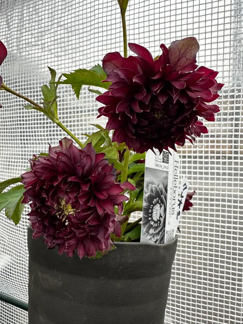 2026年最新】広瀬園芸のクレオパトラの人気アイテム - メルカリ