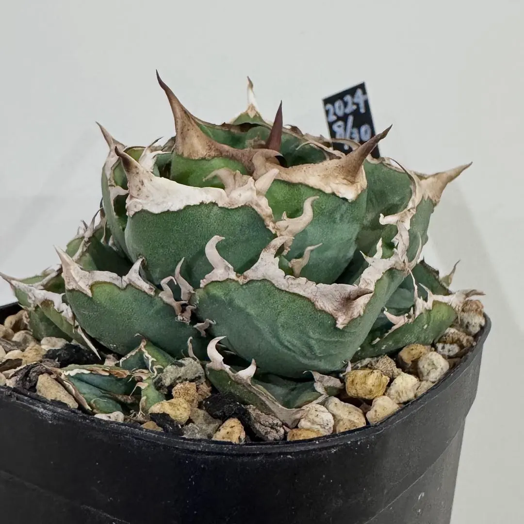 m39728947474_1.jpg?1764778113