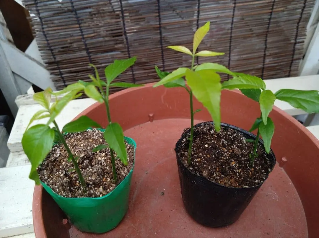 2026年最新】ホワイトサポテ 苗の人気アイテム - メルカリ