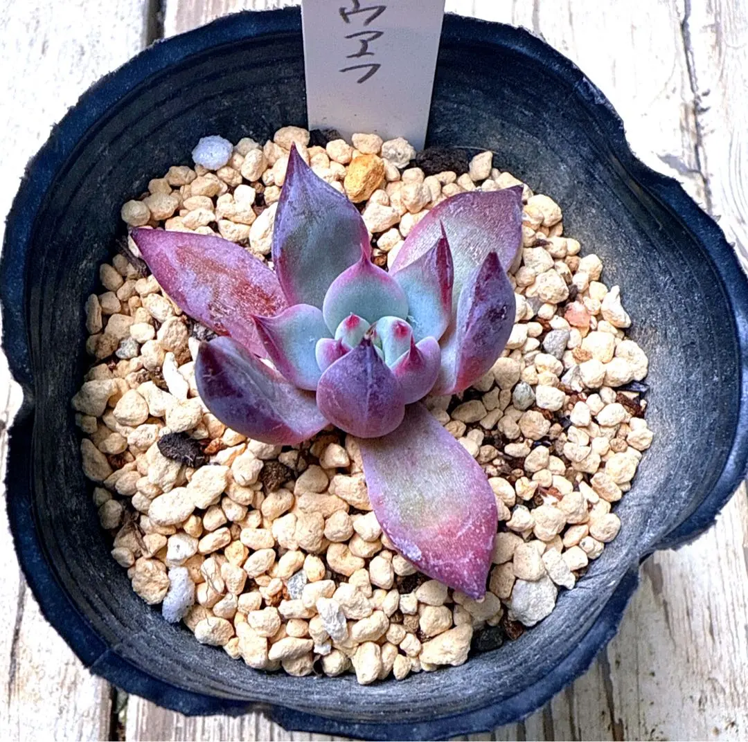 2026年最新】コロラータ ナウアラの人気アイテム - メルカリ