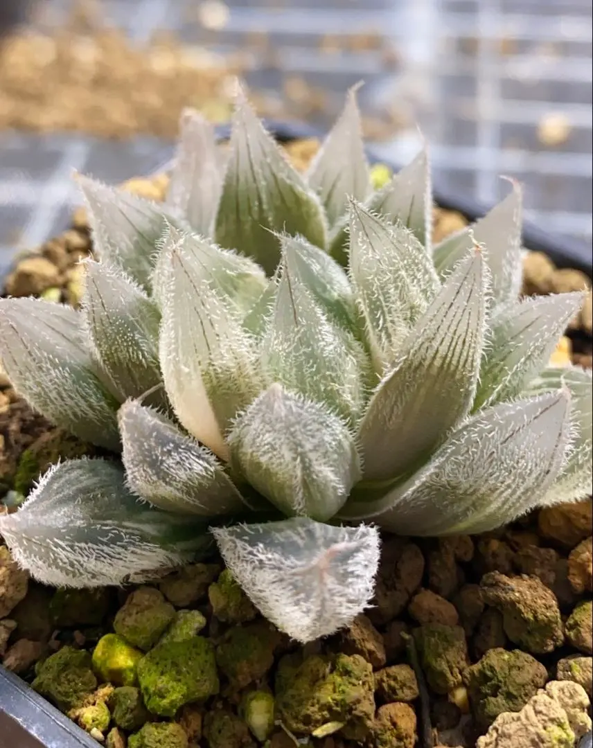 2026年最新】白狐伝 ハオルチアの人気アイテム - メルカリ